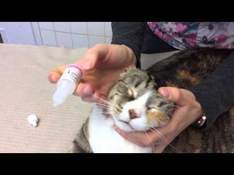 How to give a Cat Eye Drops
