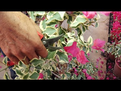 Sextou - Aprenda como podar a primavera
