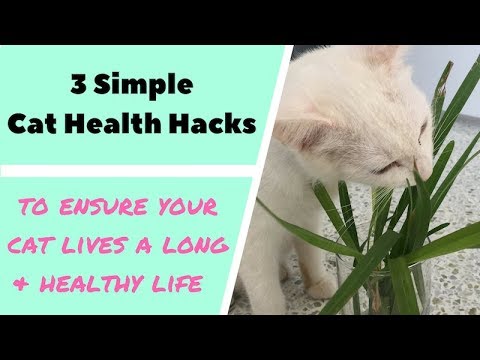 3 Simple Tips for a Happy and Healthy Cat!