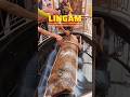 Lingam Tadkeshwar Mahadev Mandir Valsad Gujarat