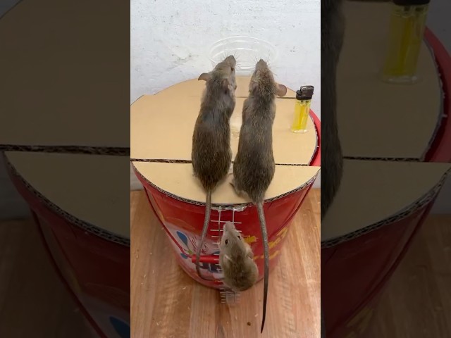 Vídeo relacionado con Trampa para Ratones Vivo, 2 PCS XL Trampas Ratas para Interiores y Exteriores Sin Matar Cepos para Ratones Reutilizable, Sin Mecanismo de Liberación Táctil para Cocina Jardín Hogar - 27 x14 x12 cm