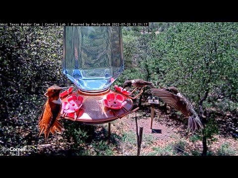 Male Rufous Hummingbird Chases Away Visitors At West Texas Feeder – July 20, 2022