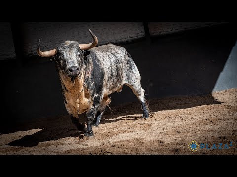 SORTEO | Toros de El Montecillo para la Goyesca