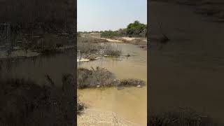 Download lagu Mosquito Breeding Site #mosquito #mosquitocontrol #mosquitofree #entomologist #urban #pestcontrol mp3 Download lagu Mosquito Breeding Site #mosquito #mosquitocontrol #mosquitofree #entomologist #urban #pestcontrol mp3