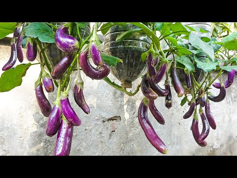 , title : 'Recycle old plastic bottles to grow self-watering hanging eggplant | Fruit a lot without care'