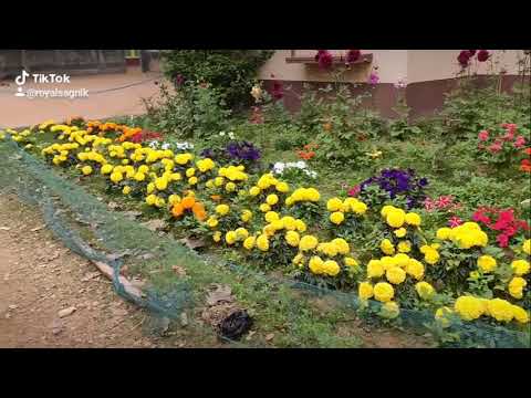 Beautiful flower garden by SAGNIK