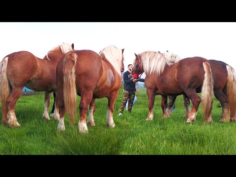 Armăsarii și iepele lui Baciu Zoli de la Micula - Satu Mare 2025