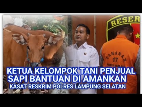 KETUA KELOMPOK TANI DI SRAGI DI AMANKAN POLISI JUAL SAPI BANTUAN 