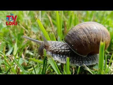 Puž muž vadi roge van