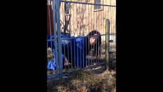 Djämes Braun - Traktor