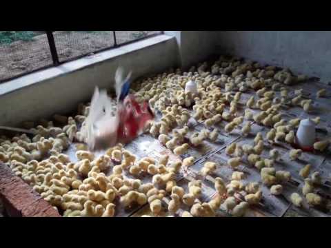 My poultry farm in my village.