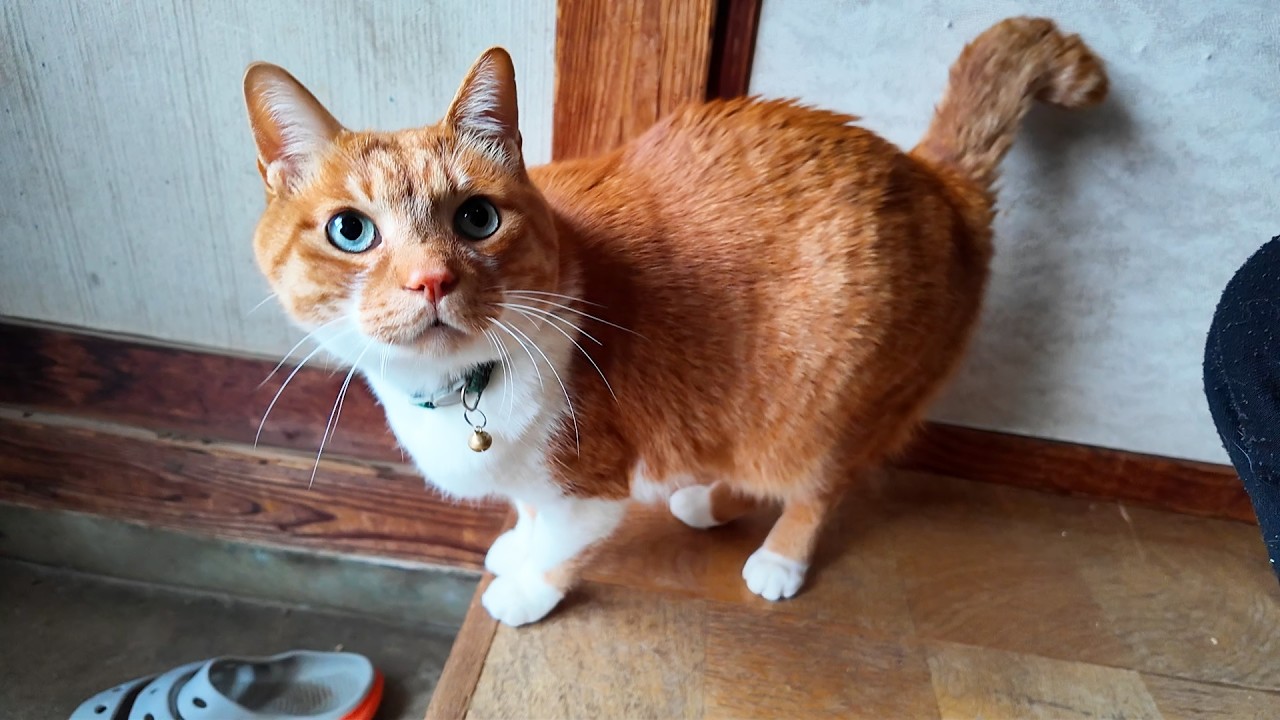 朝起きたら外へ出させろよ！【侵入した野良仔猫】～家猫修行中～