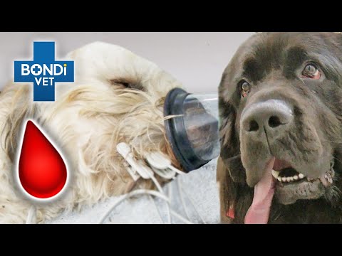 Emergency Dog Blood Transfusion to Save Local Pup 💔 | Vet on the Hill Clips | Bondi Vet