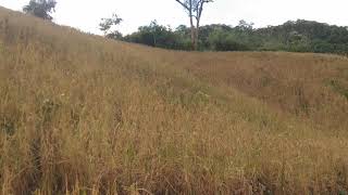 Ua liaj ua teb, hlais nplej / Poabtsuas Vaj Channel