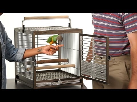 How to Take a Parrot In & Out of Cage | Parrot Training