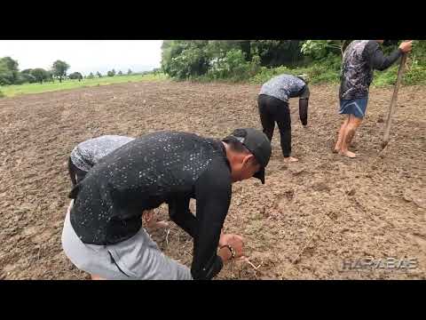 EP760-P2 - Pagtatanim ng Iba’t ibang Gulay sa Bukid
