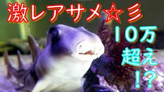 年末挨拶＆新水槽紹介♪　めちゃくちゃ珍しい高級魚！！ポートジャクソンシャーク登場☆彡