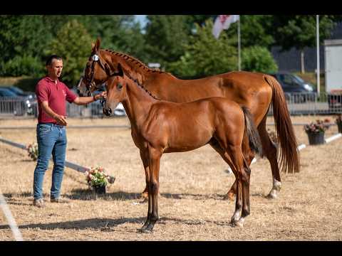 Dragonfly AEG (BALTIC VDL x EMERALD VAN'T RUYTERSHOF) - Video 2 video thumbnail