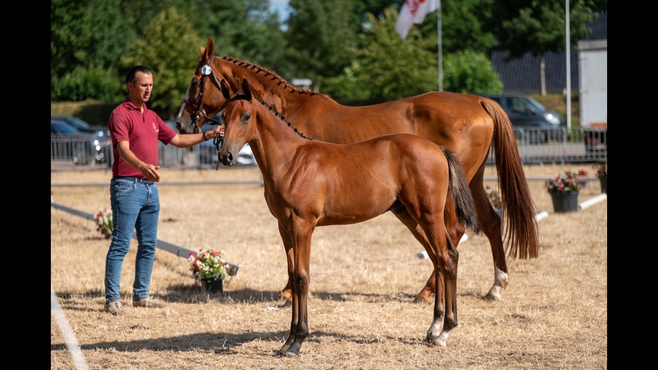 Dragonfly AEG (BALTIC VDL x EMERALD VAN'T RUYTERSHOF) video 1