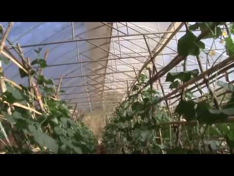 โครงการหลวงป่าแป๋