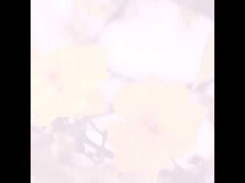 Dư âm tình đầu - Đoàn Minh