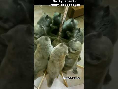 funny kid #funnymemes #comedy #cat #catlover