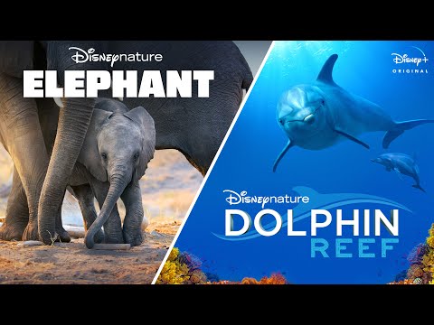 Dolphin Reef  (Trailer)