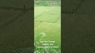 Download lagu duit ges teboga gajihan lila #shorts mp3