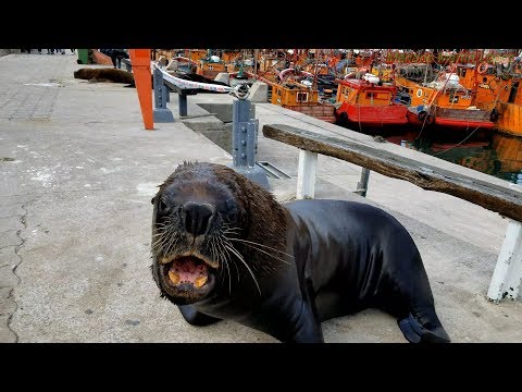4K - AGGRESSIVE sea lion -  FUNNY ANIMALS