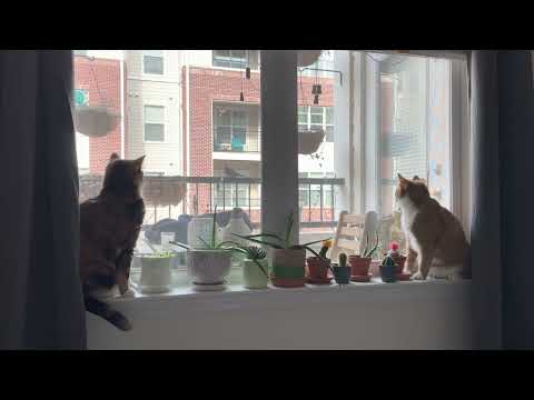 Birdie Watching With Winnie and Crazy Teen!! 😻🐦 | CatManJohn