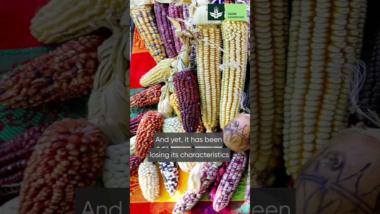 Rematriation of maize varieties to communities in Jala, Mexico