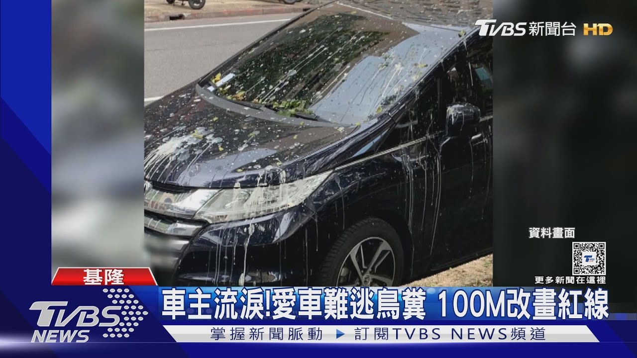 鳥屎彈襲!白鷺鷥繁殖季 基隆廟口停車格暫時塗銷