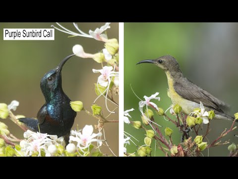 Purple Sunbird Call। Purple Sunbird Singing । Bird Songs। Wildlife Photography। Ujjal Sarkar(Rocky)