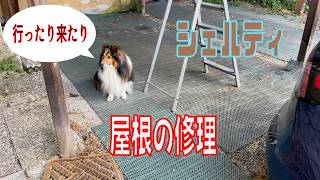 【シェルティ】屋根の修理【フランス田舎暮らし🇫🇷】#犬の散歩 #賢い犬 #犬のいる暮らし #シェルティ