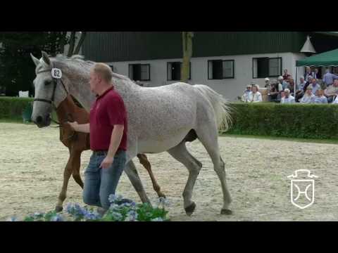 10 Stutfohlen von Cascadello I - Con Air - Acobat II