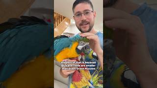 Blue and Gold Macaw vs Great Green Macaw size comparison