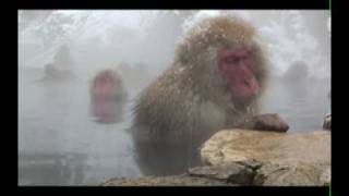 Japanese Snow Monkeys Video