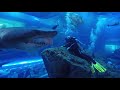 Shark Dive Dubai Aquarium - Close Encounter