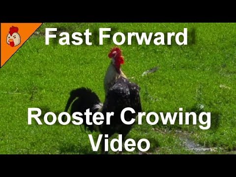 Fast Forward Rooster Crowing Compilation - Funny Animal Videos - Chicken Sound Effects Alarm