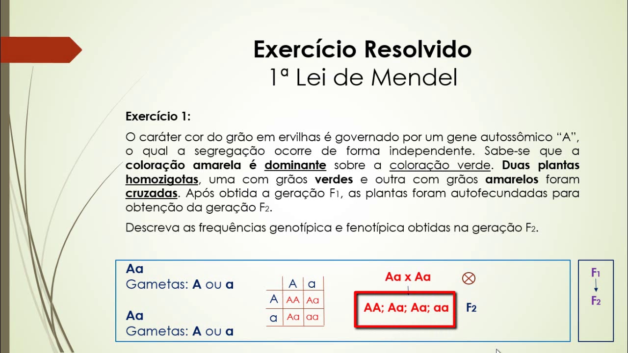 1ª Lei de Mendel - Exercícios Resolvidos