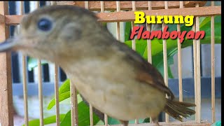 Download lagu Burung Flamboyan Gacor Ngebren Rapat Nyerecet Ngeriwik Cocok buat Pancingan mp3 Download lagu Burung Flamboyan Gacor Ngebren Rapat Nyerecet Ngeriwik Cocok buat Pancingan mp3
