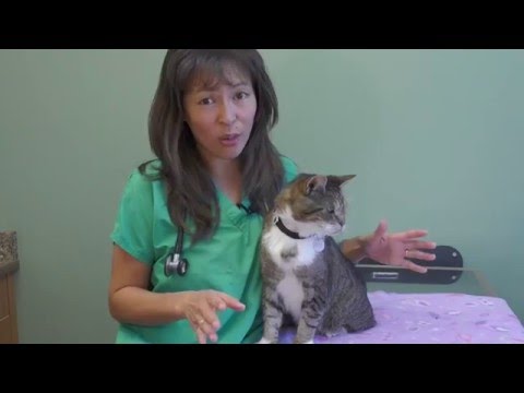 How to treat feline acne | Dr. Justine Lee