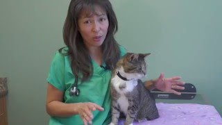 How to treat feline acne | Dr. Justine Lee