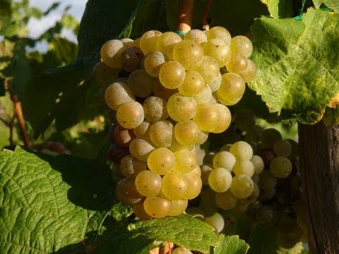 Mosel Wines - Moselweine - Germany: Wines of Moselle Valley - German Riesling Wine