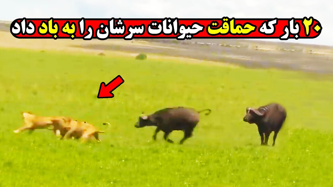 لحظات دیده نشده از حیواناتی که حریفشان را دست کم گرفتند