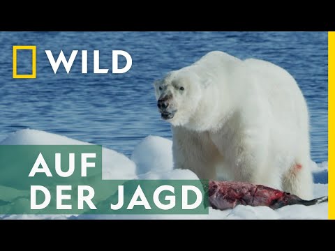 Eisbären auf der Jagd | Europas Wildnis