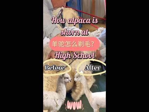 羊驼毛是怎么剃的？How is alpaca shorn？