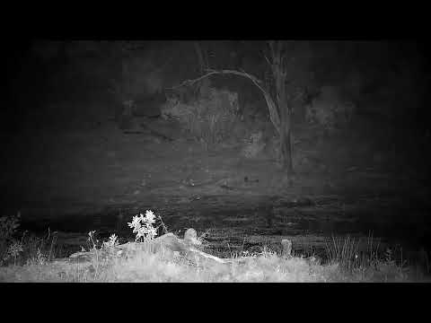 Djuma: Audio of Hyenas calling/giggling, Lion roaring and Hippos - 23:30 - 07/08/2022