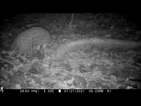 夜間覓食的穿山甲