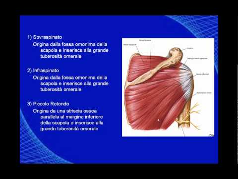 Trattamento dellartrosi dellarticolazione della spalla 1 grado Tipi di malattie dellanca